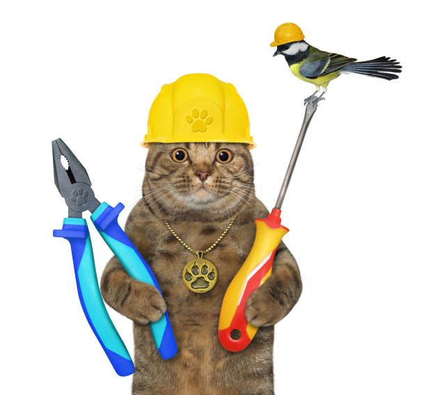 istock Cat in helmet holds plier and screwdriver 1366848251