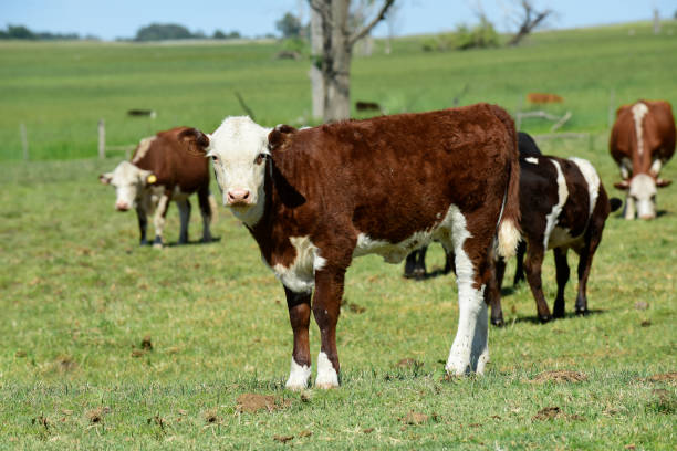 istock Group of cows looking at the camera, 1366848976