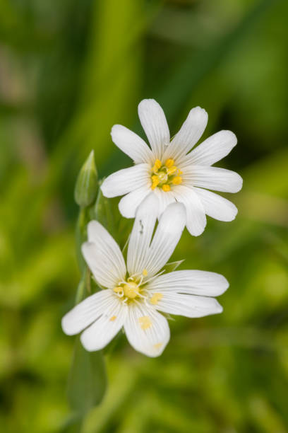 istock Greater stitchwort (rabelera holostea) flowers 1366849042