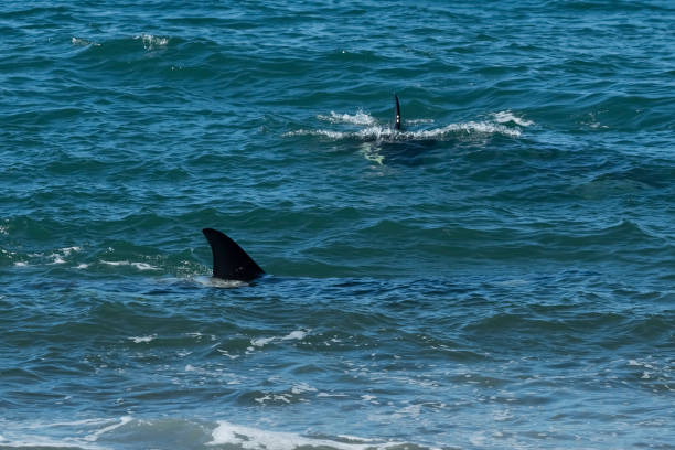 istock Orca, patagonia, Argentina 1366849119