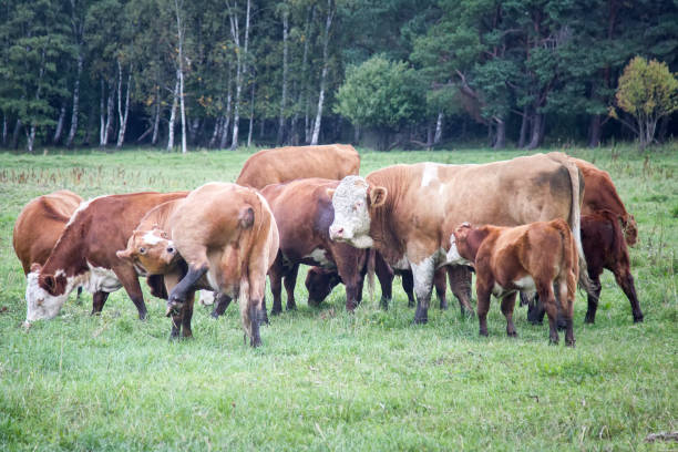 istock Cattle in a pasture on the river Bank 1366850260