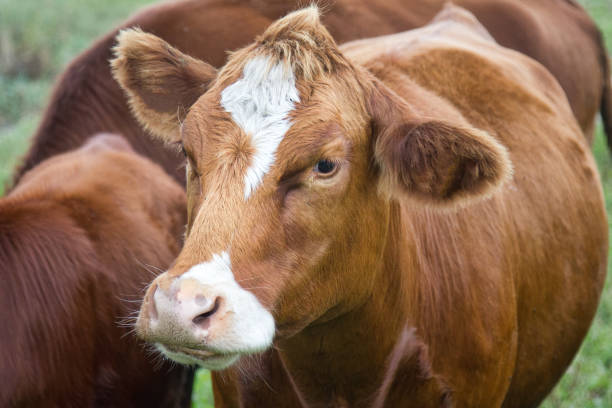 istock Cattle in a pasture on the river Bank 1366850328