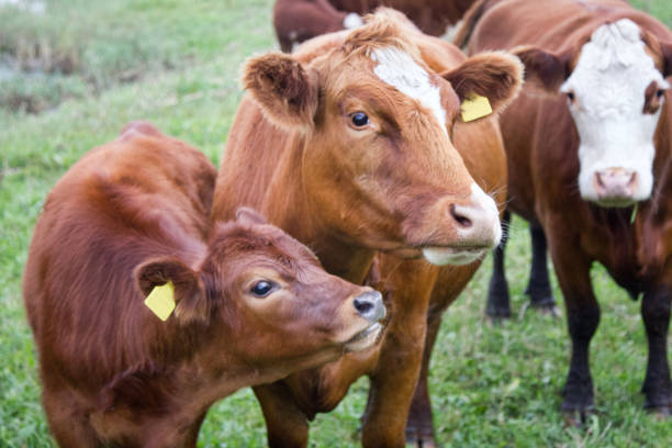 istock Cattle in a pasture on the river Bank 1366850334