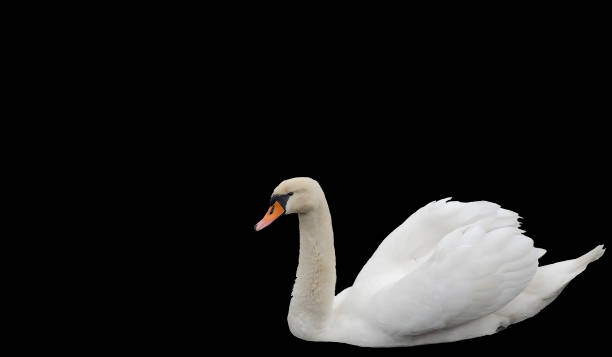 istock A white swan sideways on a black background A sibilant swan on a dark background 1366850356