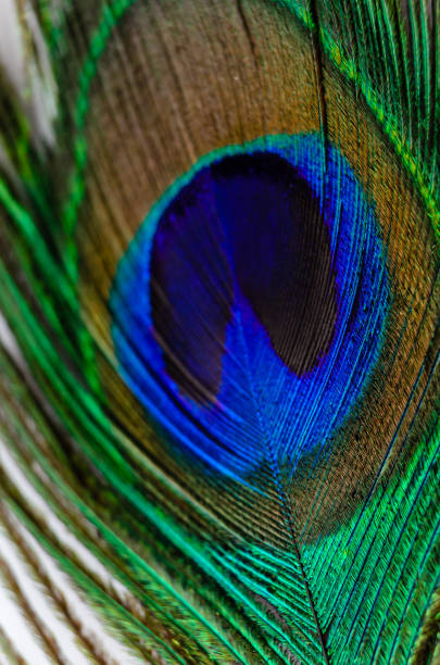 istock Close-up of a peacock tail feather eye against a whte backgournd. 1366850480
