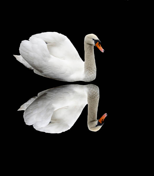 istock A white swan with a reflection on a black background Wild bird. Isolate 1366850702