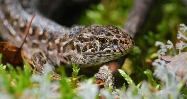 istock Spotted, brown lizard in the moss 1366851567