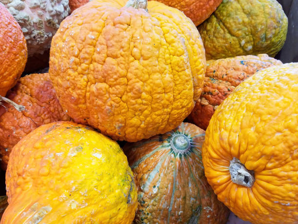 istock Group Of Colorful Winter Squash 1366851879