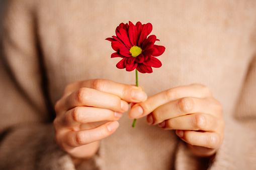 Woman hands holding chrysanthemum flower