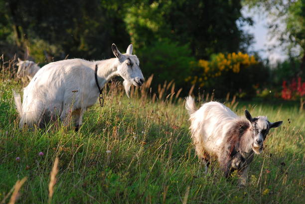istock Goats graze in the pastures on a sunny summer evening 1366852776