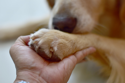 hand and paw of a big dog, a handshake with a pet. Friendship between human and dog.