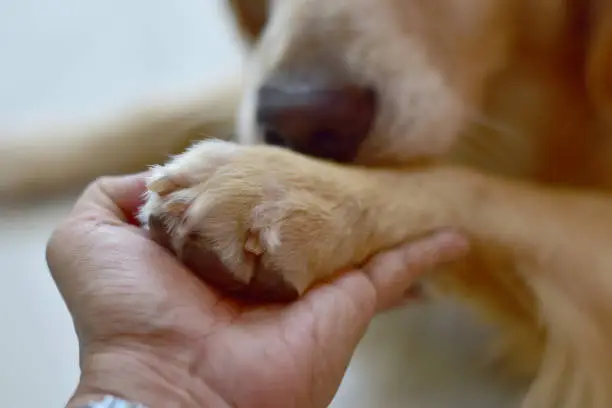 Photo of hand and paw of a big dog, a handshake with a pet. Friendship between human and dog.