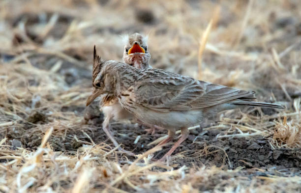 bird and baby crested lark bird and its baby galerida cristata stock pictures, royalty-free photos & images