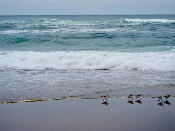 istock Sandpipers foraging on the Oregon Coast 1366853329
