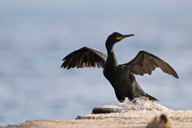 istock European shag perched and resting. 1366855301