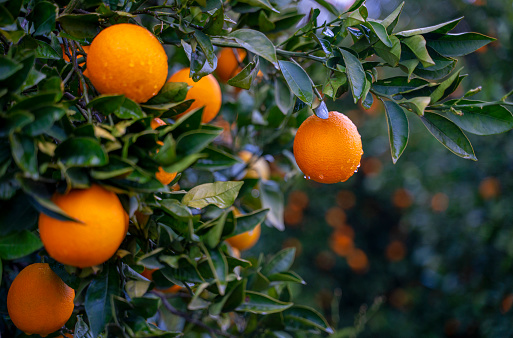 Oranges growing on tree orchard, Mugla, Turkey