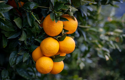 Ripe and fresh oranges hanging on branch, orange orchard. Orange on tree. Orange garden. oranges branch with green leaves on tree