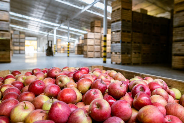 istock Production facilities of large warehouse - grading, packing and storage of crops. 1366855893