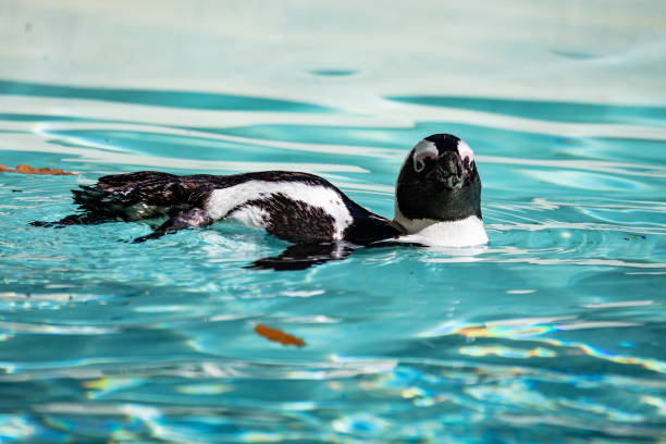 pinguim africano. pássaro e pássaros. mundo da água e fauna. vida selvagem e zoologia. - jackass penguin penguin zoo swimming animal - fotografias e filmes do acervo