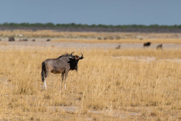 büffelbulle in freier wildbahn. safari in afrika, afrikanische savanne tierwelt - african buffalo arid climate savannah plain stock-fotos und bilder