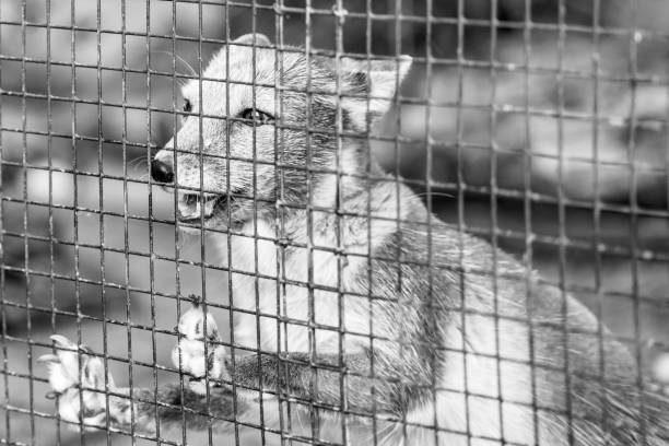 istock Gray arctic fox behind bars, closeup portrait 1366857991