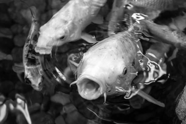 Crucian carp on white background