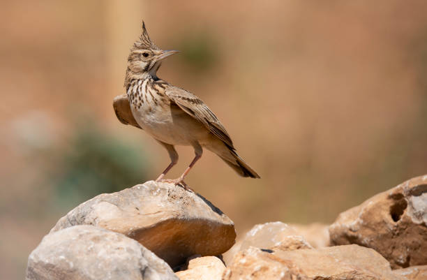 crested lark bird a crested lark bird on the rock galerida cristata stock pictures, royalty-free photos & images