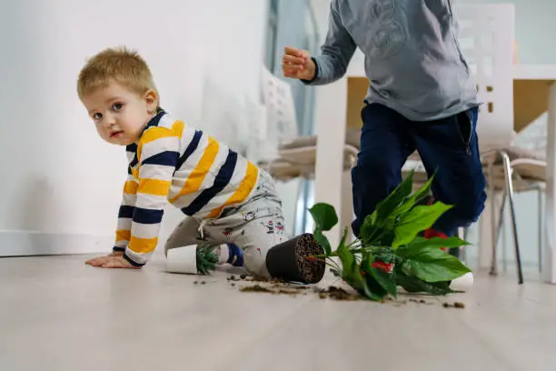 Photo of two caucasian boys making mess in the house brothers playing and mischief with bad behavior flower pot damaged on the floor naughty kids having fun at home childhood and growing up concept