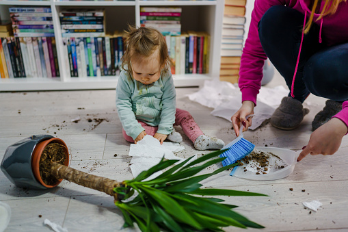 one caucasian baby girl making mess playing and mischief with bad behavior ripping paper towel and flower pot crushed on the floor naughty kid at home childhood and growing up misbehavior concept