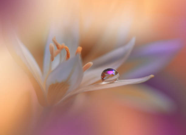 Nature,Flower,Floral,Drop,Water hermoso fondo de naturaleza tranquila.foto macro de increíble primavera flowers.art diseño.fotografía de cerca.foto abstracta conceptual.fantasía arte floral.fondo de pantalla artístico creativo.color naranja.colorido, colores, planta. gota de agua. r
