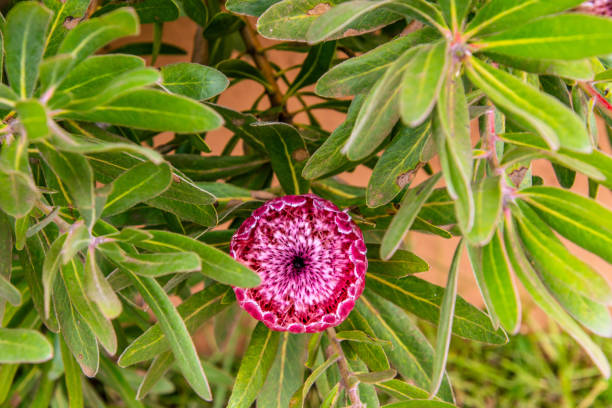 istock Tree with pink flower and green leaves 1366861823