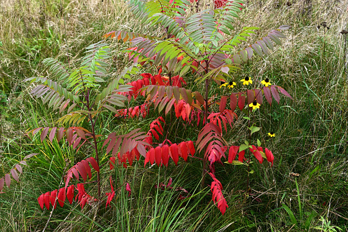 young staghorn sumac in autumn