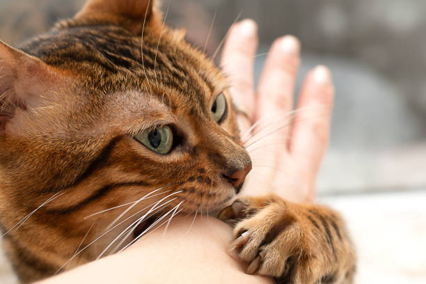 istock beautiful bengal cat bites a woman's hand 1366863288