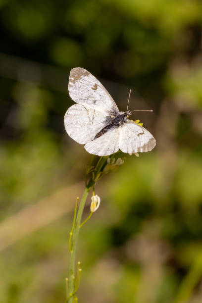 Close up of a female Orange Tip (Anthocharis cardamines) butterfly with blurred background Close up of a female Orange Tip (Anthocharis cardamines) butterfly with blurred background anthocharis cardamines stock pictures, royalty-free photos & images