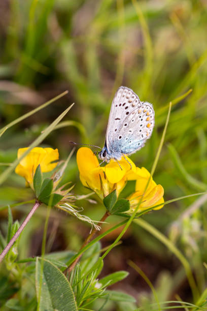 Common blue (polyommatus icarus) butterfly on a bird's-foot trefoil (lotus corniculatus) blossom; pesticide free environmental protection concept; Common blue (polyommatus icarus) butterfly on a bird's-foot trefoil (lotus corniculatus) blossom; pesticide free environmental protection concept; lotus corniculatus stock pictures, royalty-free photos & images