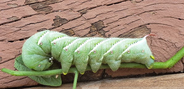 Green caterpillar eating