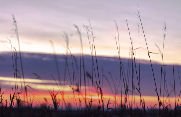 istock Soft focus view of grass silhouette on a winter sunset background 1366867185