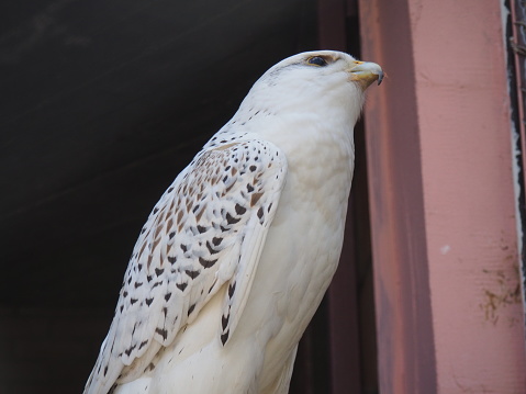 Gyrfalcon Falco rusticolus is a bird from the order of falconiformes of the falcon family. Gyrfalcons serve as hunting birds. White gyrfalcon Falco candicans, groenlandicus.