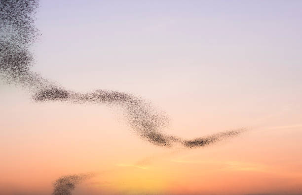 istock Million swarms of bats 1366872213