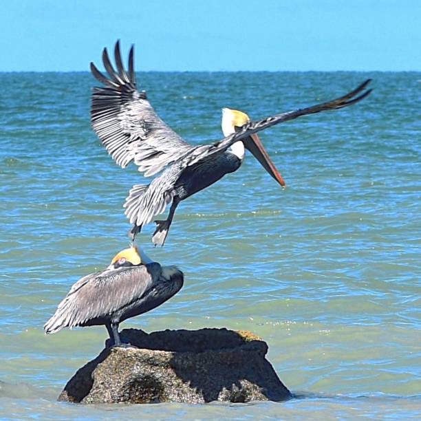 istock BACKYARD BIRDING IN MERIDA, YUCATAN 1366873080