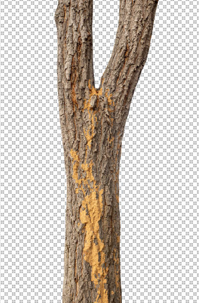 istock Trunk of a Tree Isolated On White Background 1366873987