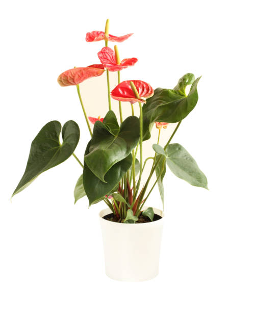 istock Red anthurium flower in white plastic pot isolated on white background. Closeup 1366874814