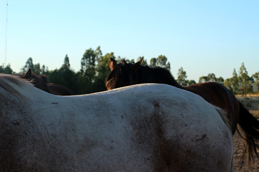 back of a horse with rosillo fur and can be seen behind a mare, everything happens in the early hours of the morning during the summer a month of February