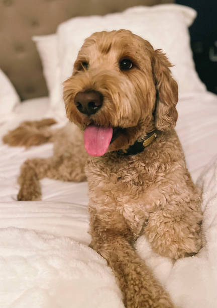 istock Golden doodle in bed 1366878182