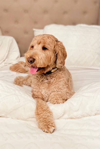 istock Golden doodle in bed 1366878189