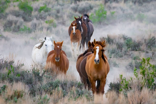 istock Herd of Horses running through shrubs 1366878225