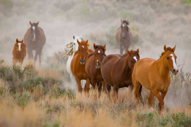 istock Herd of horses running for watering hole 1366878271