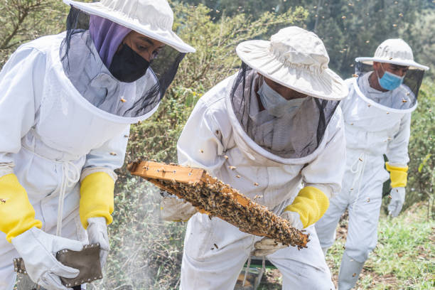 istock A beekeeper checks a honeycomb frame with two other workers 1366879735