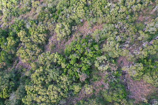 Drone overhead aerial view of coastal trees