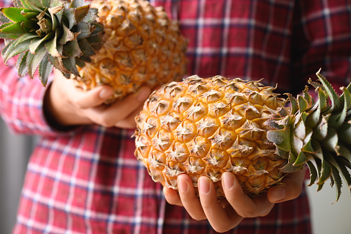 Fresh pineapple fruit holding by hand, Tropical fruit